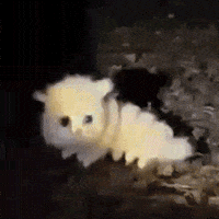 oreyre cat fast caterpillar caterpiller GIF