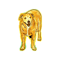 Dog Adopt Sticker by Good Snake