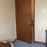 GIF by Brittlestar