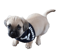 happy dog Sticker by Tales&Tails