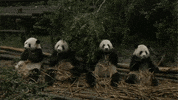 pandas bamboo GIF by Neon Panda MX