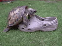 tortoise croc GIF