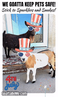 Independence Day Cute Goats GIF by Goatta Be Me Goats! Adventures of Java, Toffee, Pumpkin and Cookie!