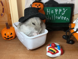 Adorable Hamster Enjoys Early Halloween Treat