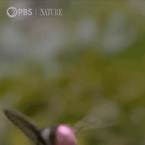 Close Up Bird GIF by Nature on PBS