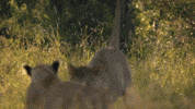 big cat GIF by BBC Earth