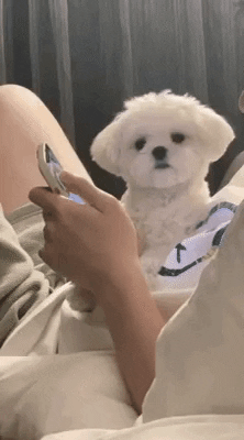 cuteanimalland giphyupload GIF