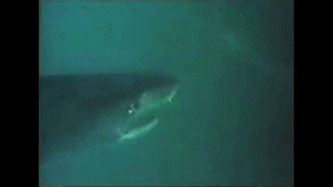 kevinmaher giphyupload mako jaws of death GIF