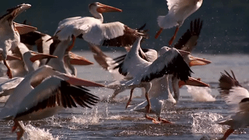 symphony for our world GIF by Nat Geo Wild 