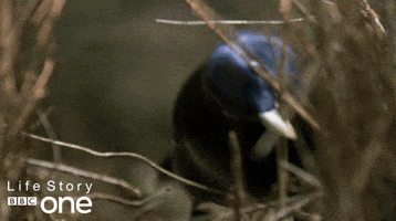 bbc one bird GIF by BBC