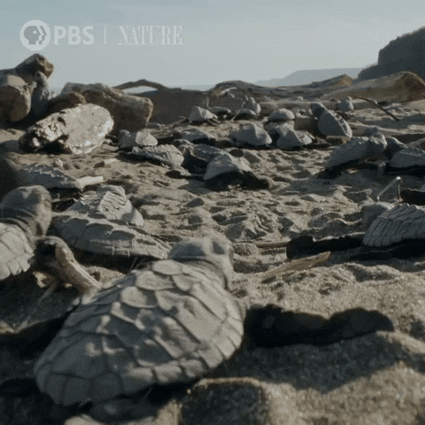 Explore Costa Rica GIF by Nature on PBS