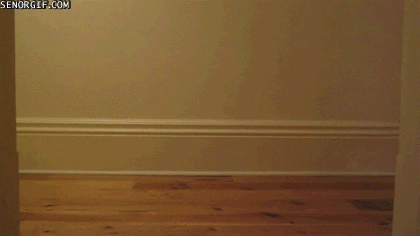 cat skateboard GIF by Cheezburger