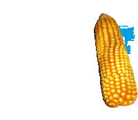 campo agro Sticker by Agroeste