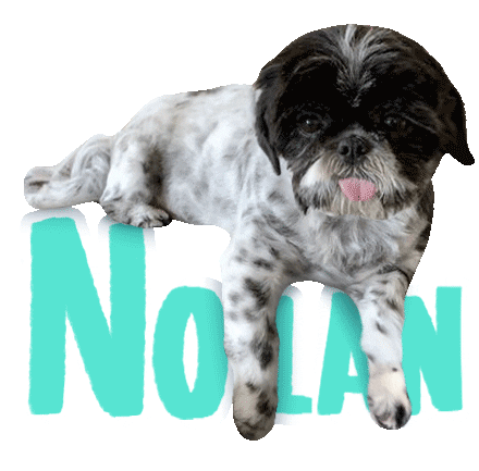 Dog Nolan Sticker
