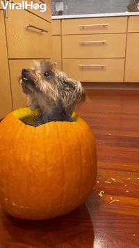 Yorkie Doesnt Want to Leave Pumpkin Snack