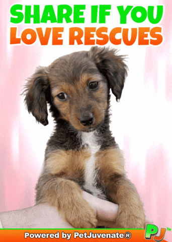 Adopt Me Foster Rescue Love Pj Petjuvenate GIF by PetJuvenate - PJ