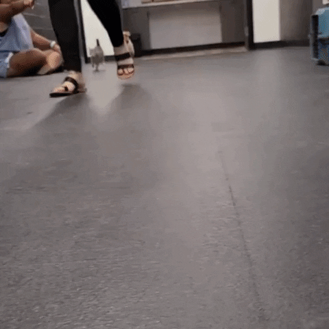 wolftrapanimalrescue cats dogs pets puppies GIF