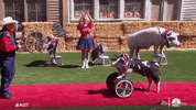 Nbc Pig GIF by America's Got Talent