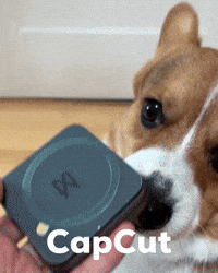 Dog Corgi GIF
