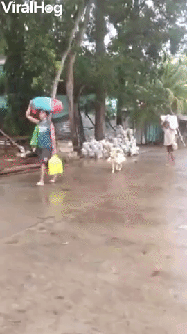 Dog Helps Humans with Heavy Load