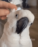 Owner Turns Cockatoo Into an Owl With Some Creative Feather Manouvering