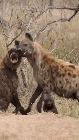 Squabbling Hyenas Fascinate Nature Enthusiast at Kruger National Park