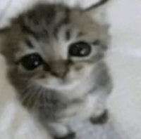 Cat Kitten GIF
