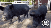 Hungry Food GIF by Memphis Zoo