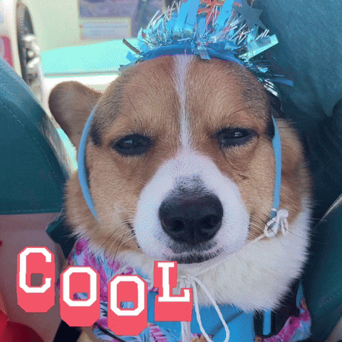 Corgi Milo GIF