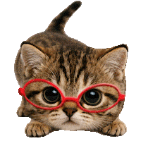 Cat Kitty Sticker