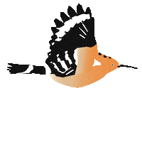 sabinemescher wiedehopfunterwegs Sticker
