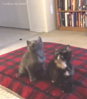 Stay Kittens GIF