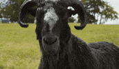 Schafe GIF by Sony Pictures Germany