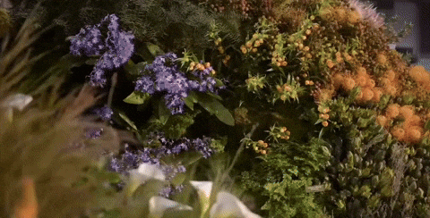 Flower Show GIF by Tedworth