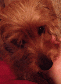 dog puppy GIF by REBEKAH