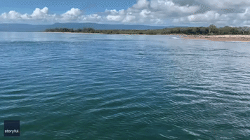 Manta Ray Displays Acrobatic Skills Near Great Barrier Reef