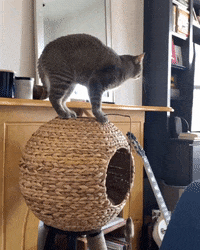 Lord Hobo The Cat GIF by Alex Anderson