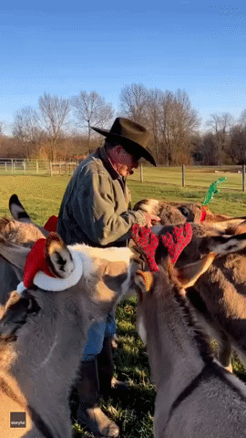 Donkeys Gather Round to Listen to Festive Favorite