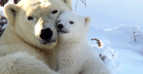 Polar Bears Bear GIF