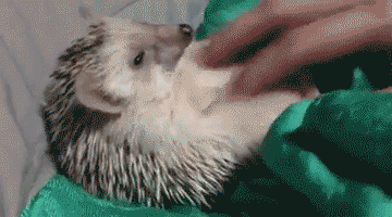 hedgehog cuddles GIF