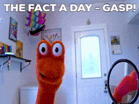 thefactaday happy wow omg japan GIF