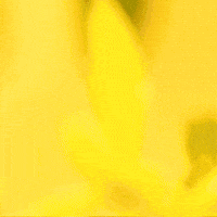 Blooming Daisy Flower GIF by TeaCosyFolk