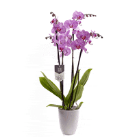 Plant Phalaenopsis GIF by Piet Vijverberg