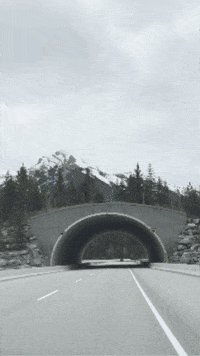 travelchicks  GIF