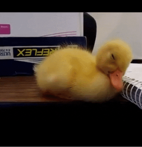 sleepy duck GIF