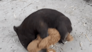 Rescued Baby Wombat Loves Playing With Plush Dog Toy