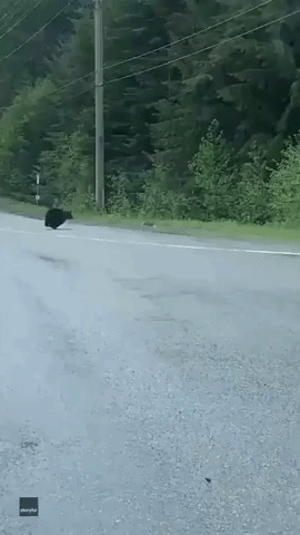 Bear Hunts Down Rabbit on British Columbia Highway