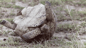 Turtle GIF