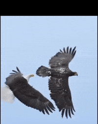 Ters Ibre GIF