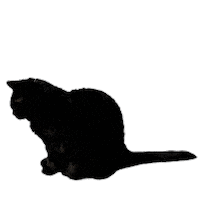 Black Cat Sticker